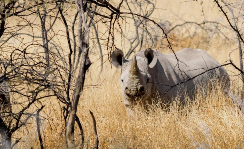 Endangered by the illegal trade in rhino horn, much of which is exported to China in a trade largely operated by Chinese citizens: White Rhino at Okaukuejo, Oshikoto, Namibia. Photo: Paolo Lucciola via Flickr (CC BY-NC-SA).
