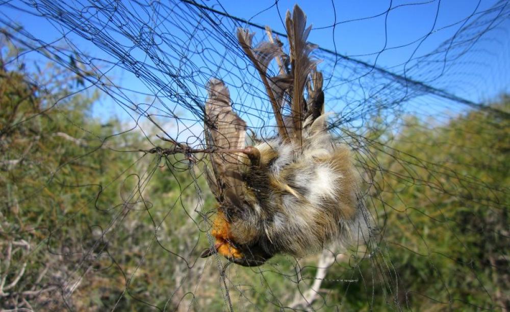 Robin caught in a mist net on the British military base in Cyprus. Photo: RSPB / Birdlife Cyprus.
