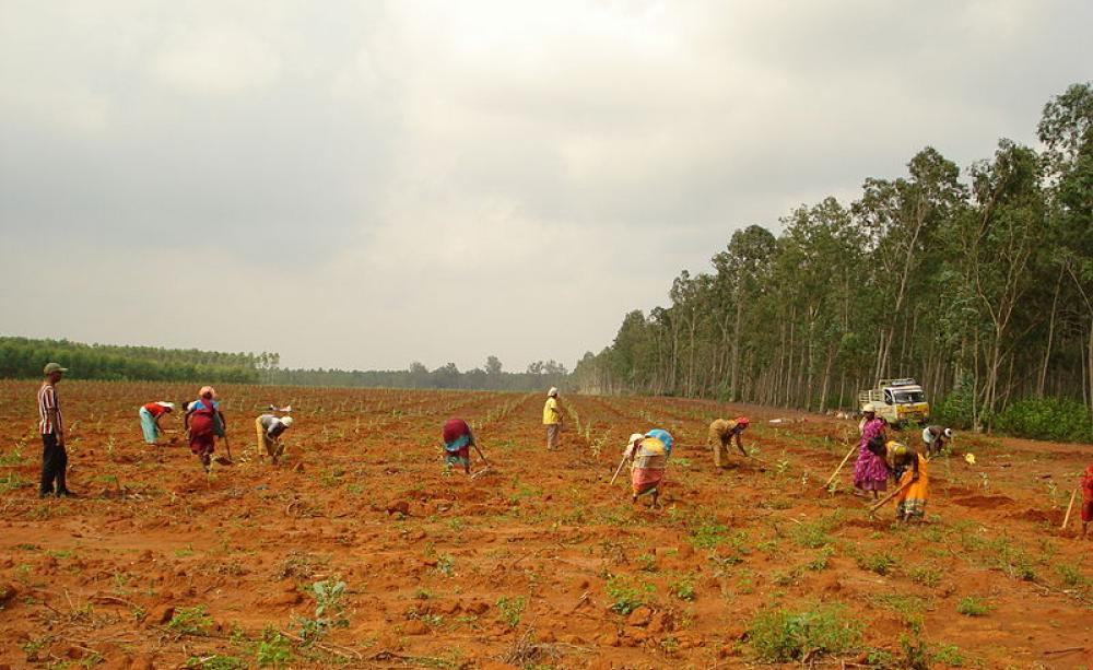 A forest? You might not think so, but according to the FAO's definition, oh yes it is! Photo: Balaji Kasirajan via Wikimedia Commons (CC BY-SA).