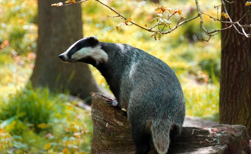 English badger at sunset near Canterbury, Kent. Let's all blame him for farmers' poor biosecurity! Photo: Ian Blacker via Flickr (CC BY-ND).