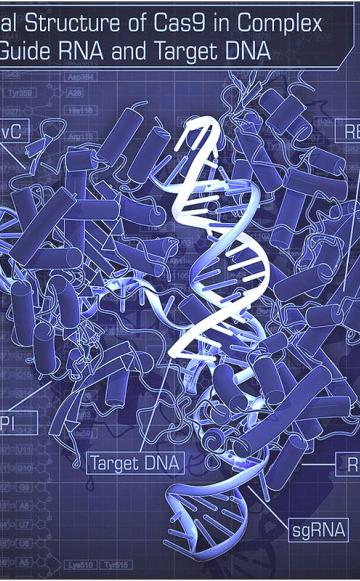 Does this look like genetic engineering to you? Crystal Structure of Cas9 in Complex with Guide RNA and Target DNA. By Hiroshi Nishimasu, F. Ann Ran, Patrick D. Hsu, Silvana Konermann, Soraya I. Shehata, Naoshi Dohmae, Ryuichiro Ishitani, Feng Zhang, and