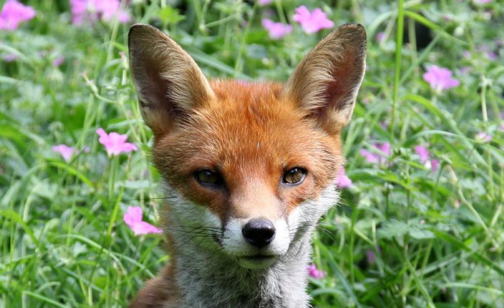 Fox at Nether Edge, Sheffield. Photo: Edwyn Anderton via Flickr (CC BY-NC-SA).