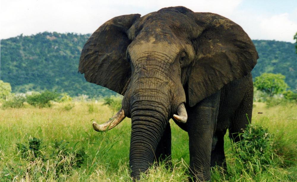 Tens of thousands of wild elephants are being killed each year to meet the demand for ivory. (c) Caitlin, Flickr