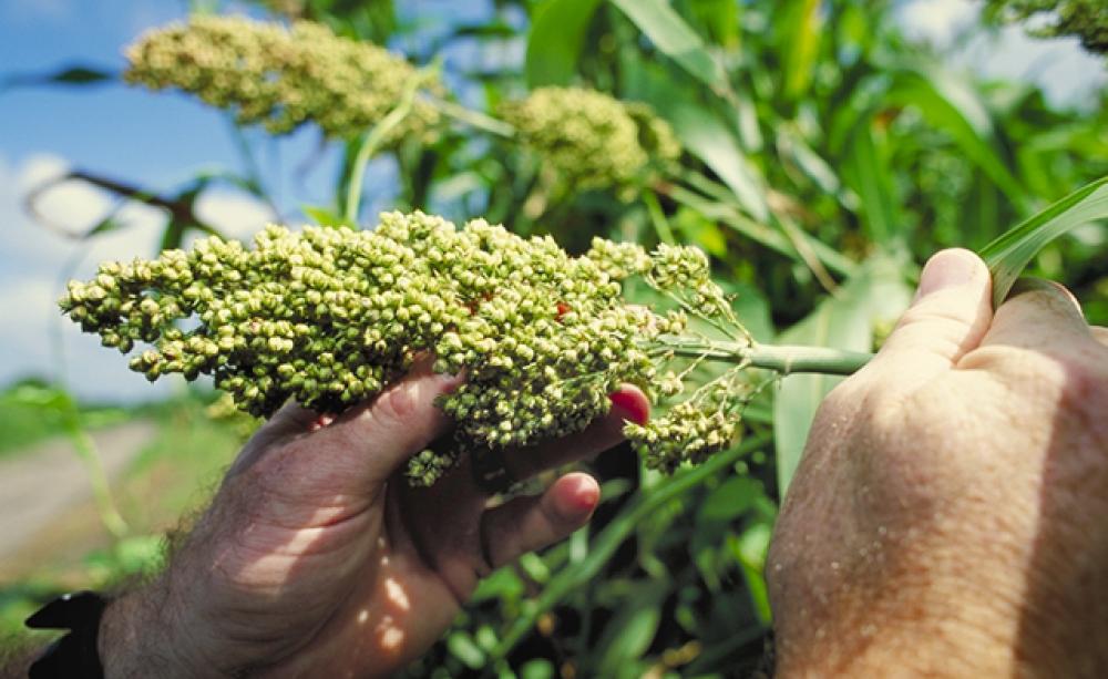 Sorghum is a staple food for almost half a billion people in Africa and South Asia.