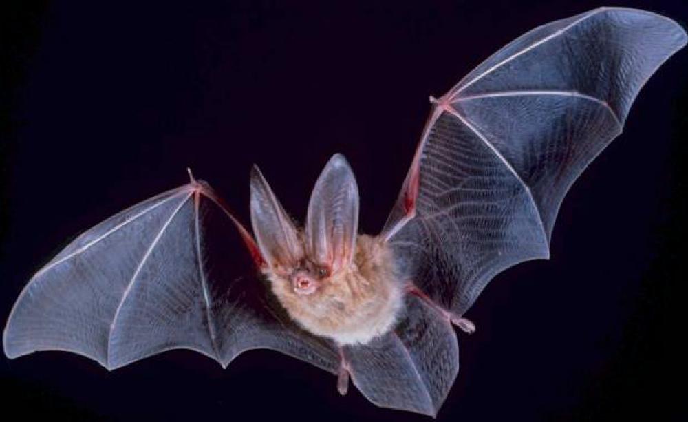 A big-eared Townsend bat heads out at night to search for food.