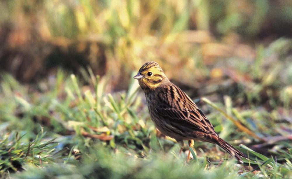 A Yellowhammer, a RSPB Red List species, is pictured at Hope Farm. (c) RSPB