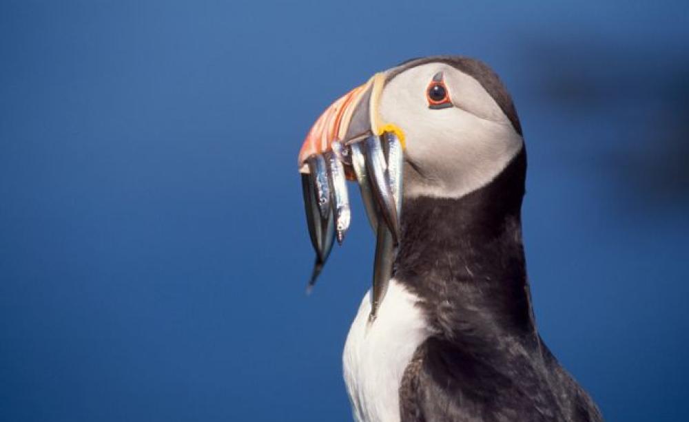 A puffin with a number of small sandeels held in its beak (c) Chris Gomersall, RSPB