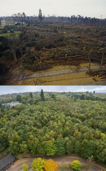 Emmetts Garden in Kent - Ninety-five per cent of the surrounding woodland was destroyed. (c) National Trust