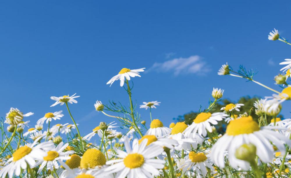 Field of Yellow Flowers