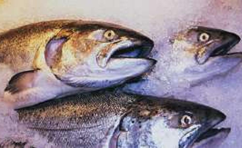 FISH_SEPT04_MAIN.jpg
