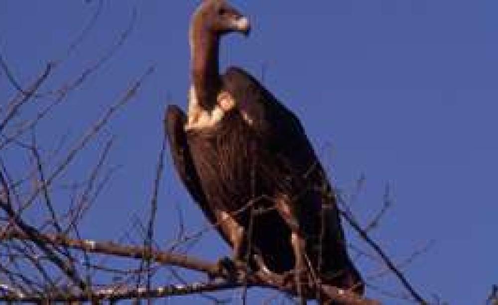 TOWERSVULTURE_OCT04_MAIN.jpg