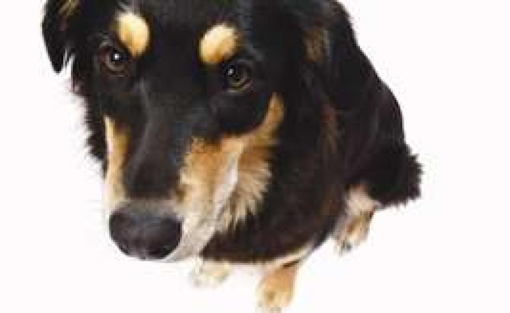 Dilemma_Dog_MAIN.jpg