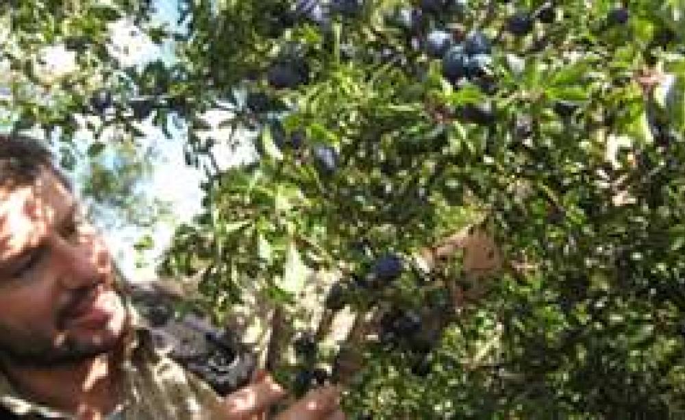 fergus_and_sloes.jpg