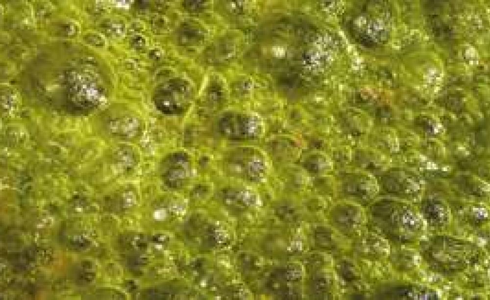 Algae_MAIN.jpg