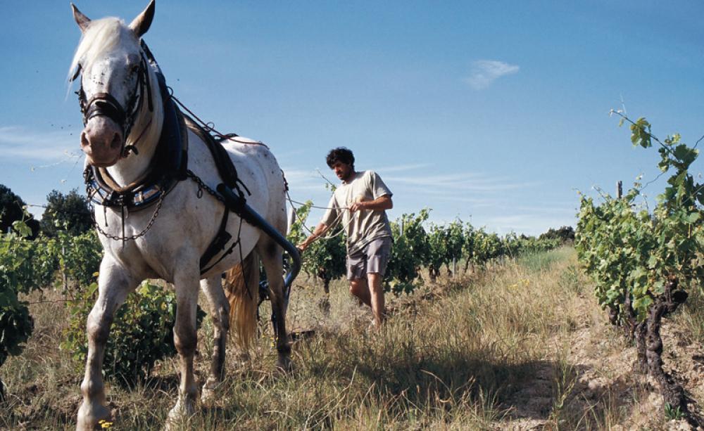Maintaining Vineyard fields