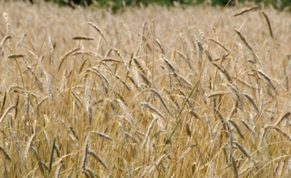 A field of wheat