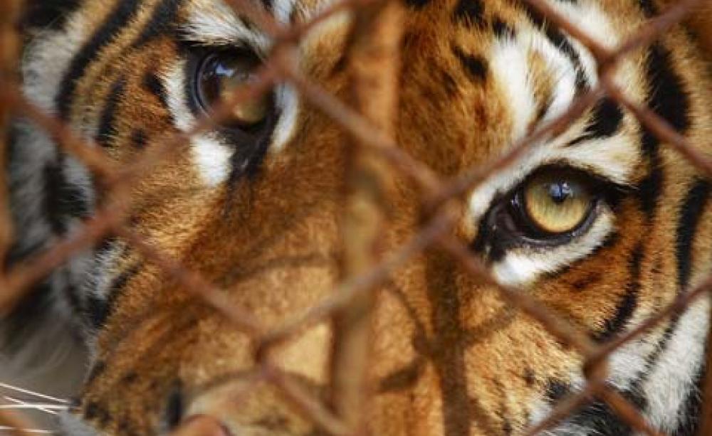 Tiger farming