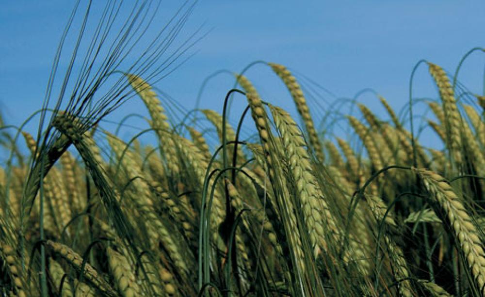 Barley