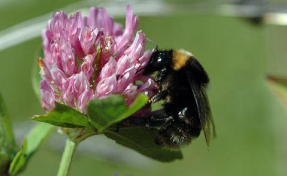 A short-haired bumblebee