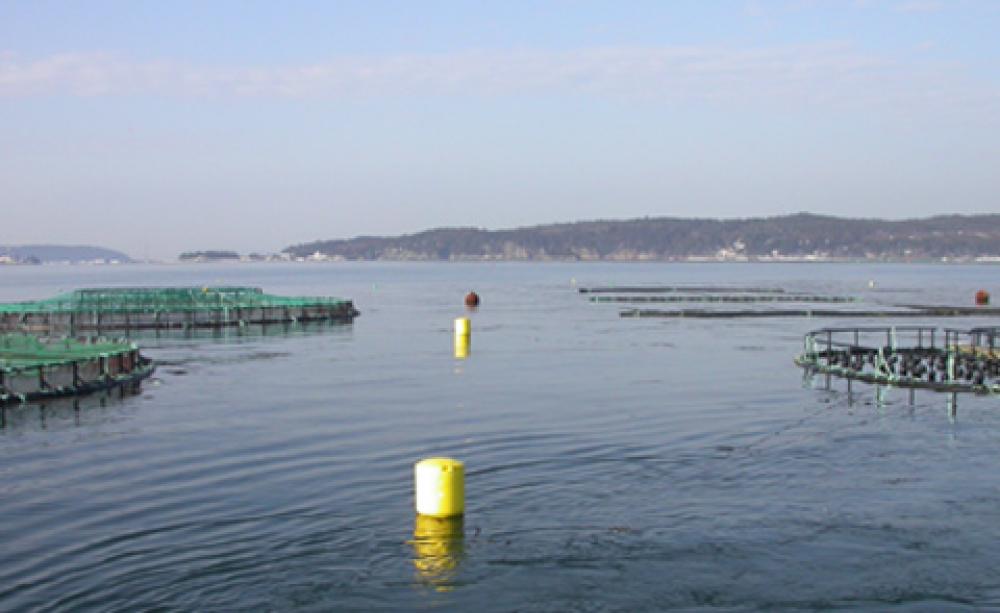 Fish farm