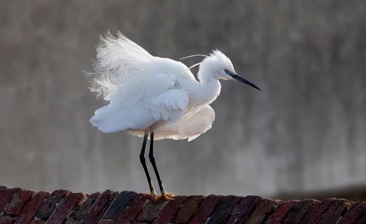 A little egret.