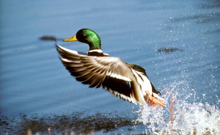 A duck