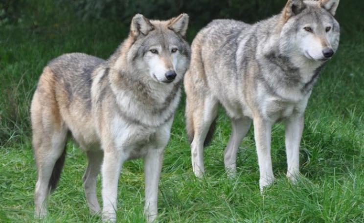 Wolf - Zoological Society of London