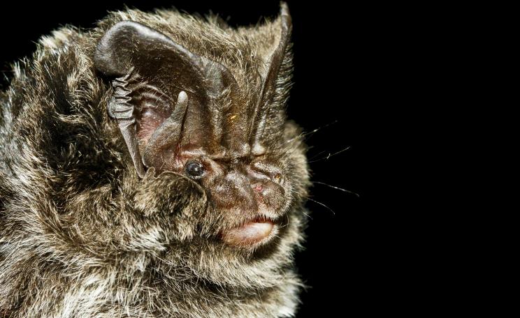 A barbastelle bat