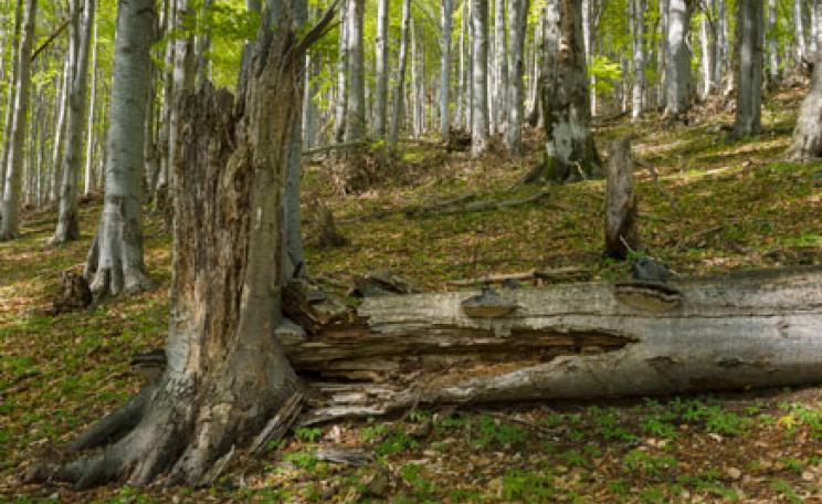 Old growth mountain beech forest in Domogled National Park