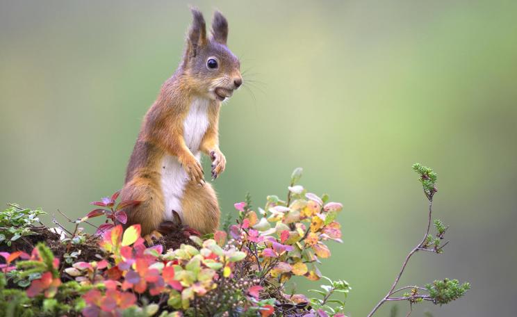 Red squirrel