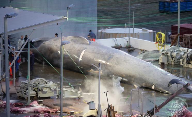 Whale being butchered