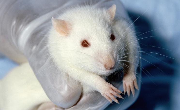 White laboratory rat held in a gloved hand