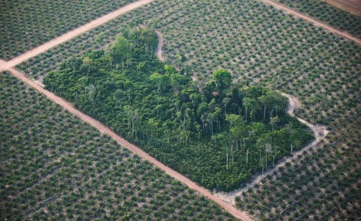 Deforestation to make way for oil palm plantation in Brazil