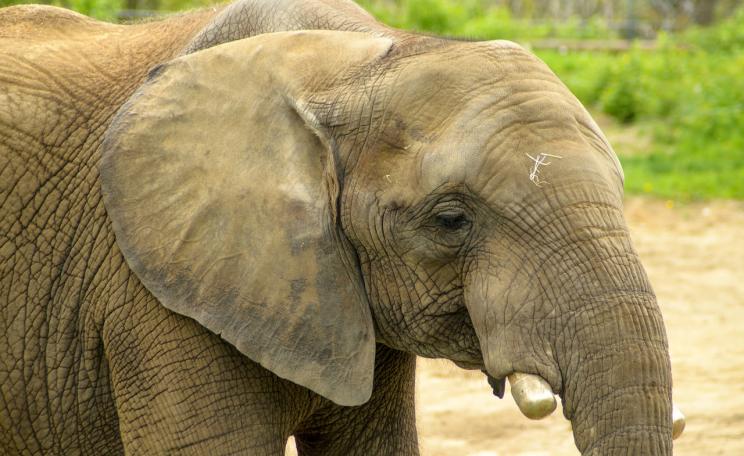 Elephant with tusks removed