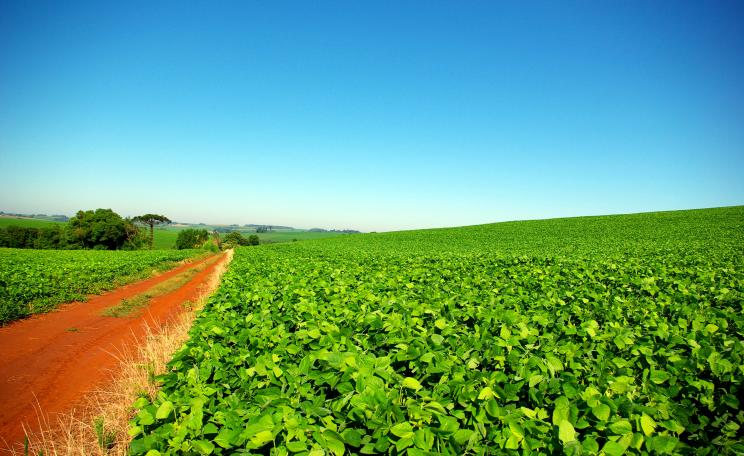 Soy crop in Brazil 