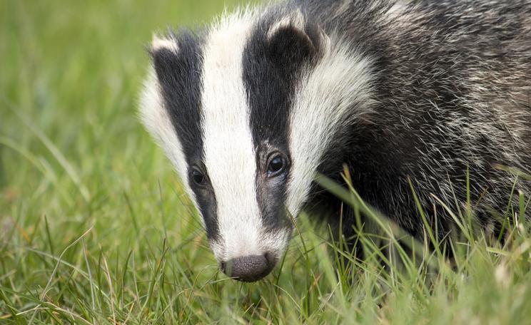 Badger