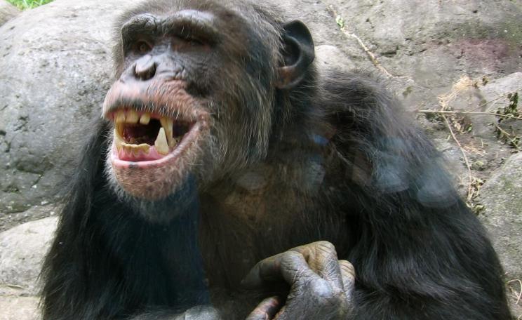 Chimpanzee