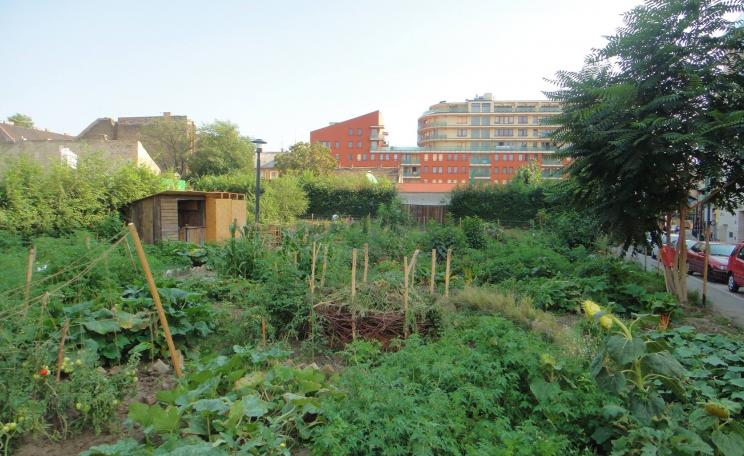 Urban agroforestry in Budapest
