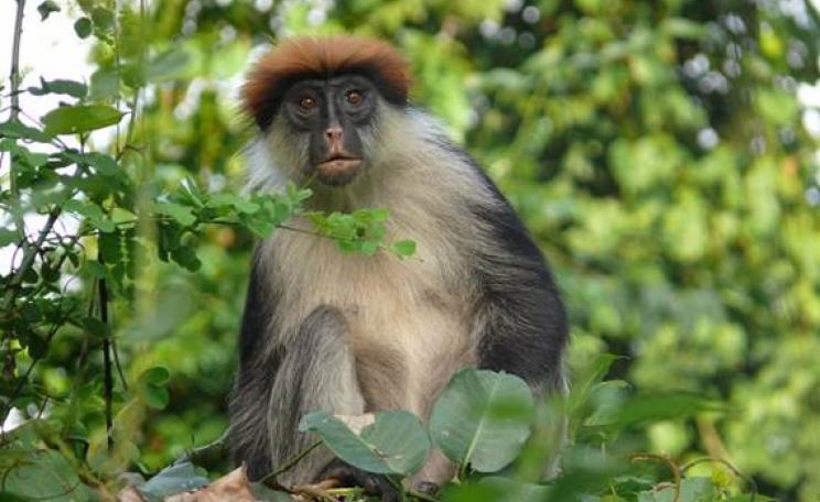 Magombera Reserve Tanzania  