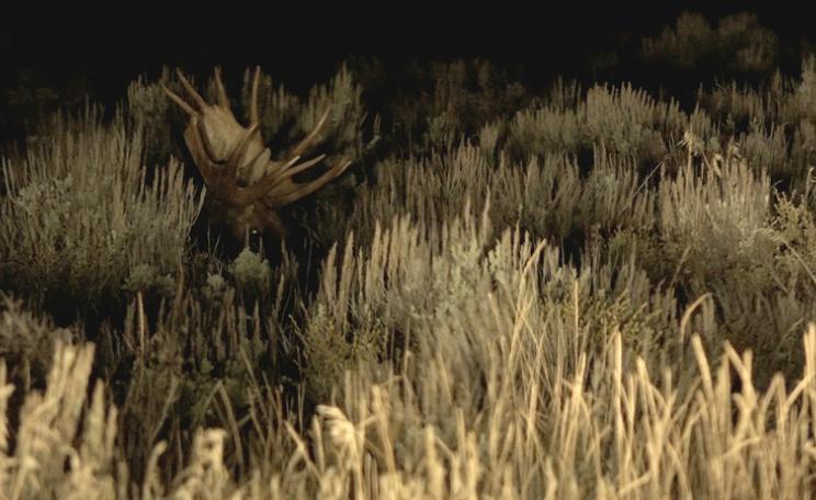  Still from Becoming Animal