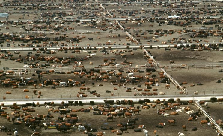 Intensive cow farming 