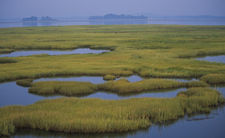 Wetlands