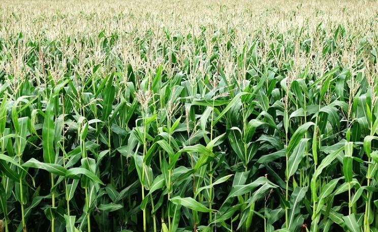 Maize
