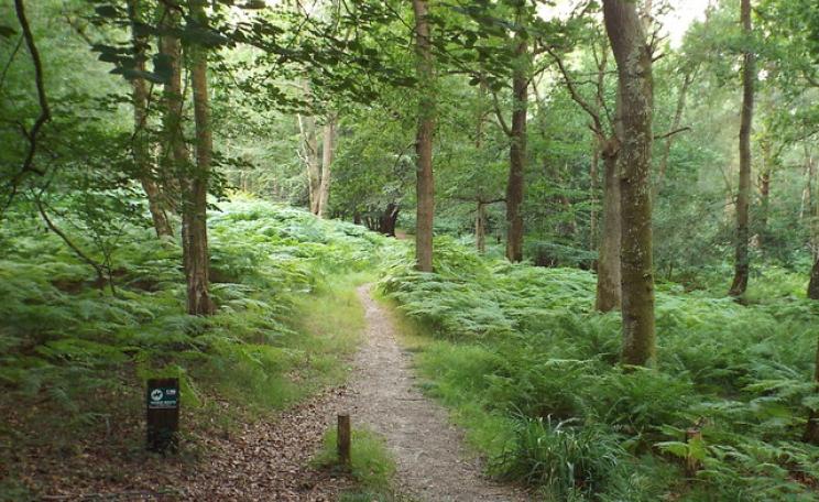 Ashdown Forest