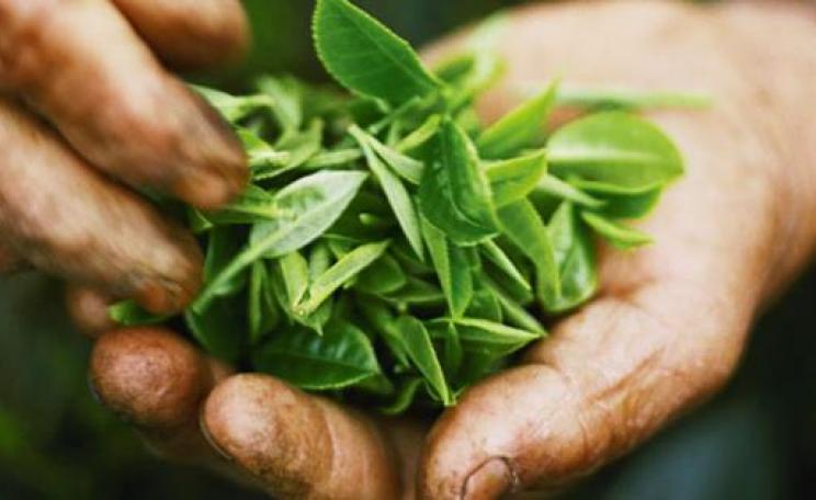 Tea leaves in hands