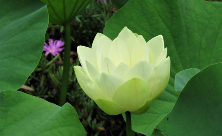 Lotus blossom at Duns Creek, NSW