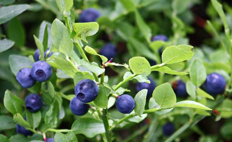 Bilberry 
