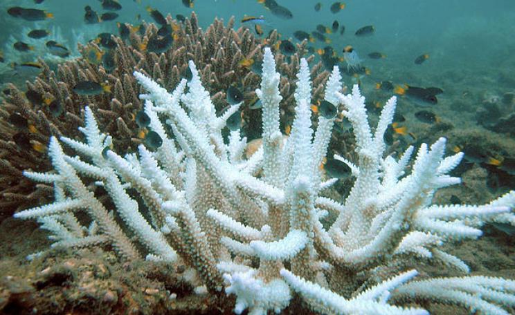 Bleached coral on the Great Barrier Reef