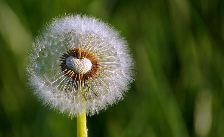 dandelion