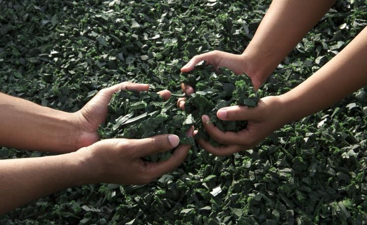 Hands cupping plants
